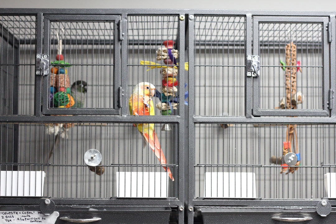 Parrot Boarding - Large Bird