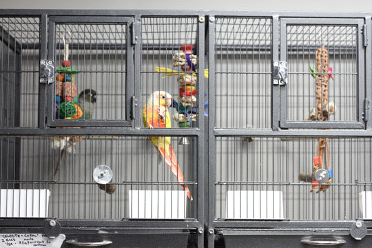 Parrot Boarding - Medication Administration - 1 Night