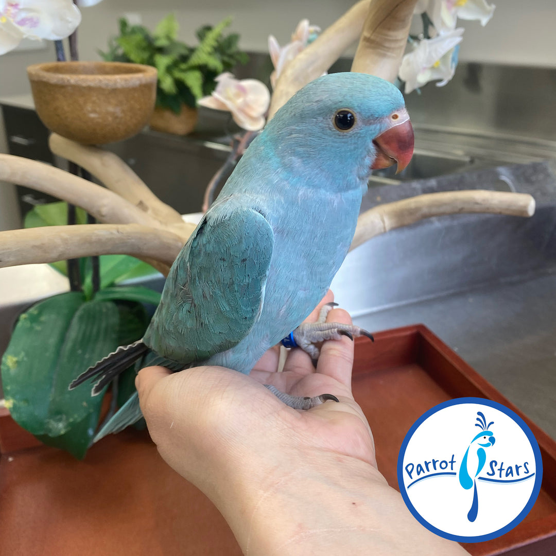Indian Ringneck - Blue Turquoise - Female #PS7202