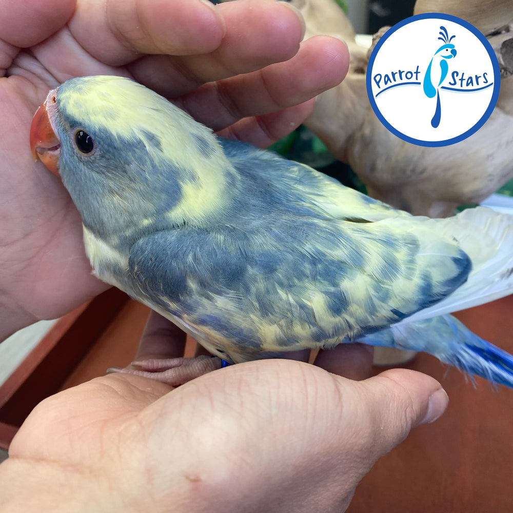 Indian Ringneck - Violet Turquoise Pied - Male #PS7210