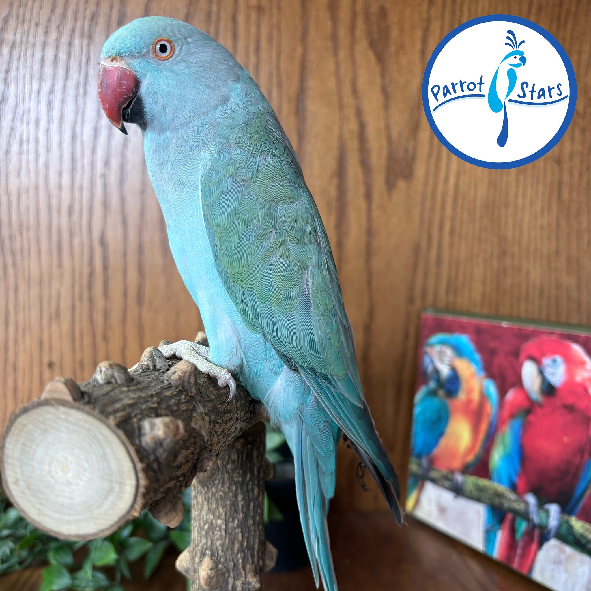 Asiatic – Parrot Stars