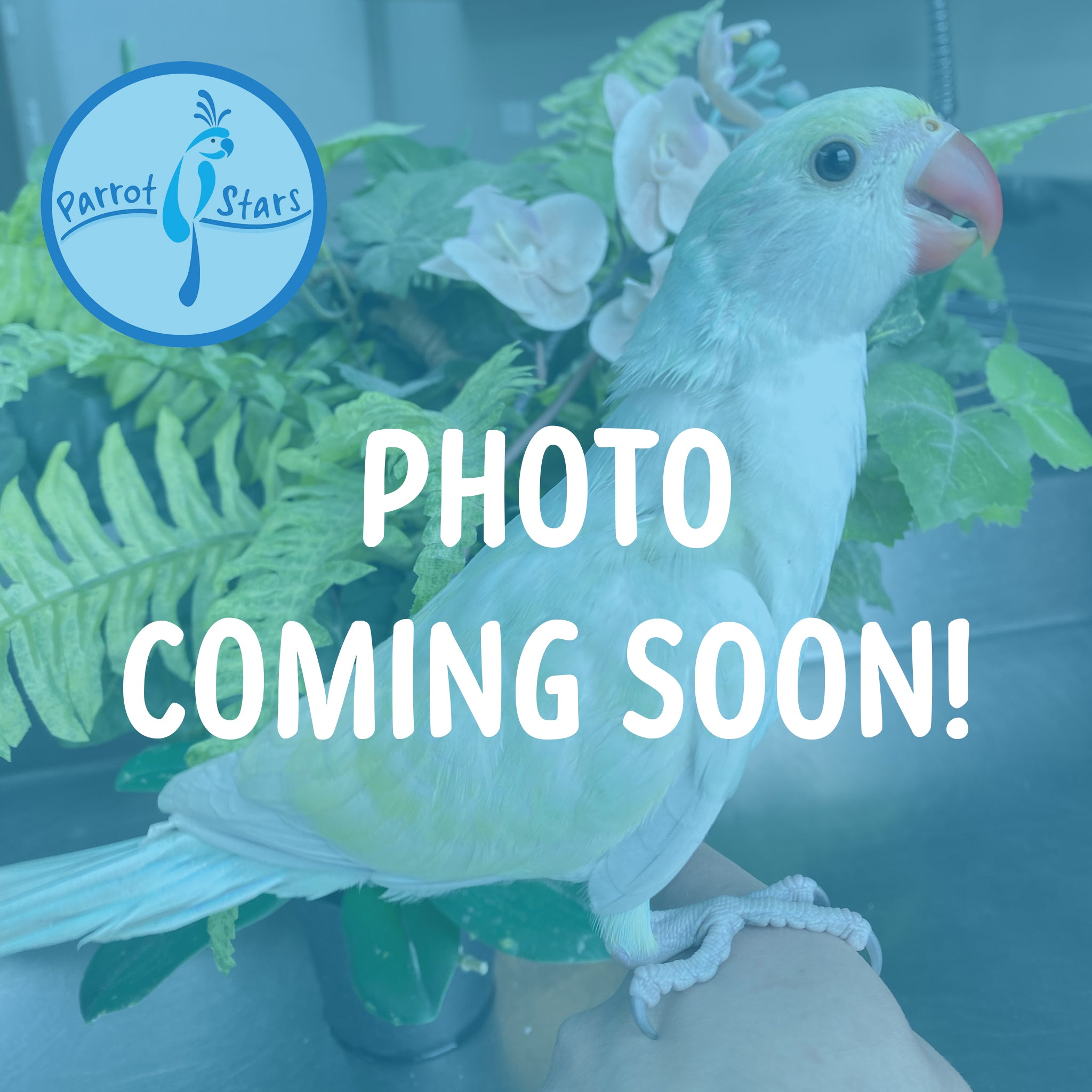 Asiatic – Parrot Stars