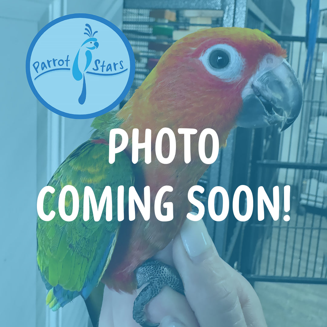 Red Factor Jenday Conure #PS6485