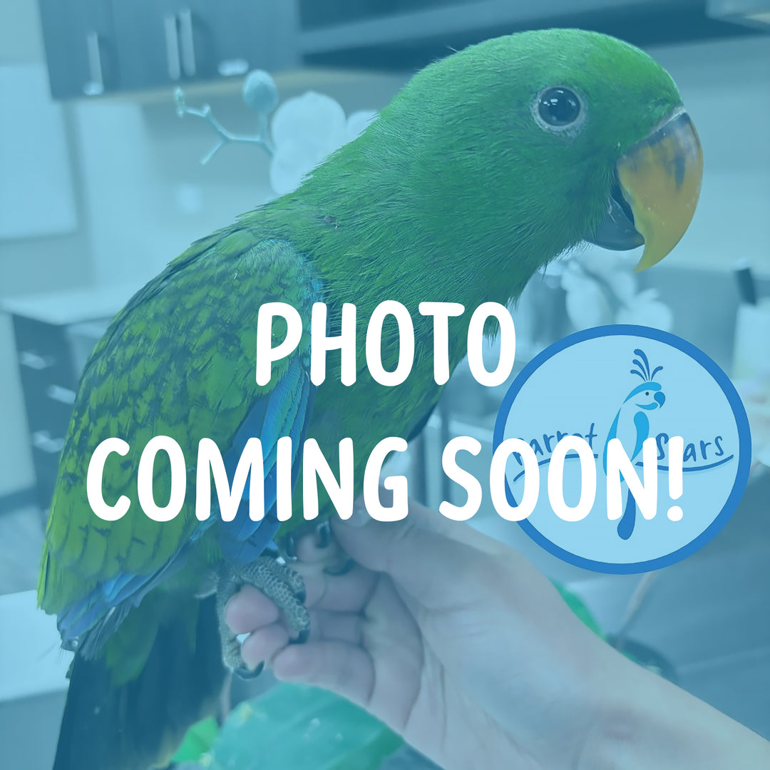 Solomon Island Eclectus - Male #PS11042