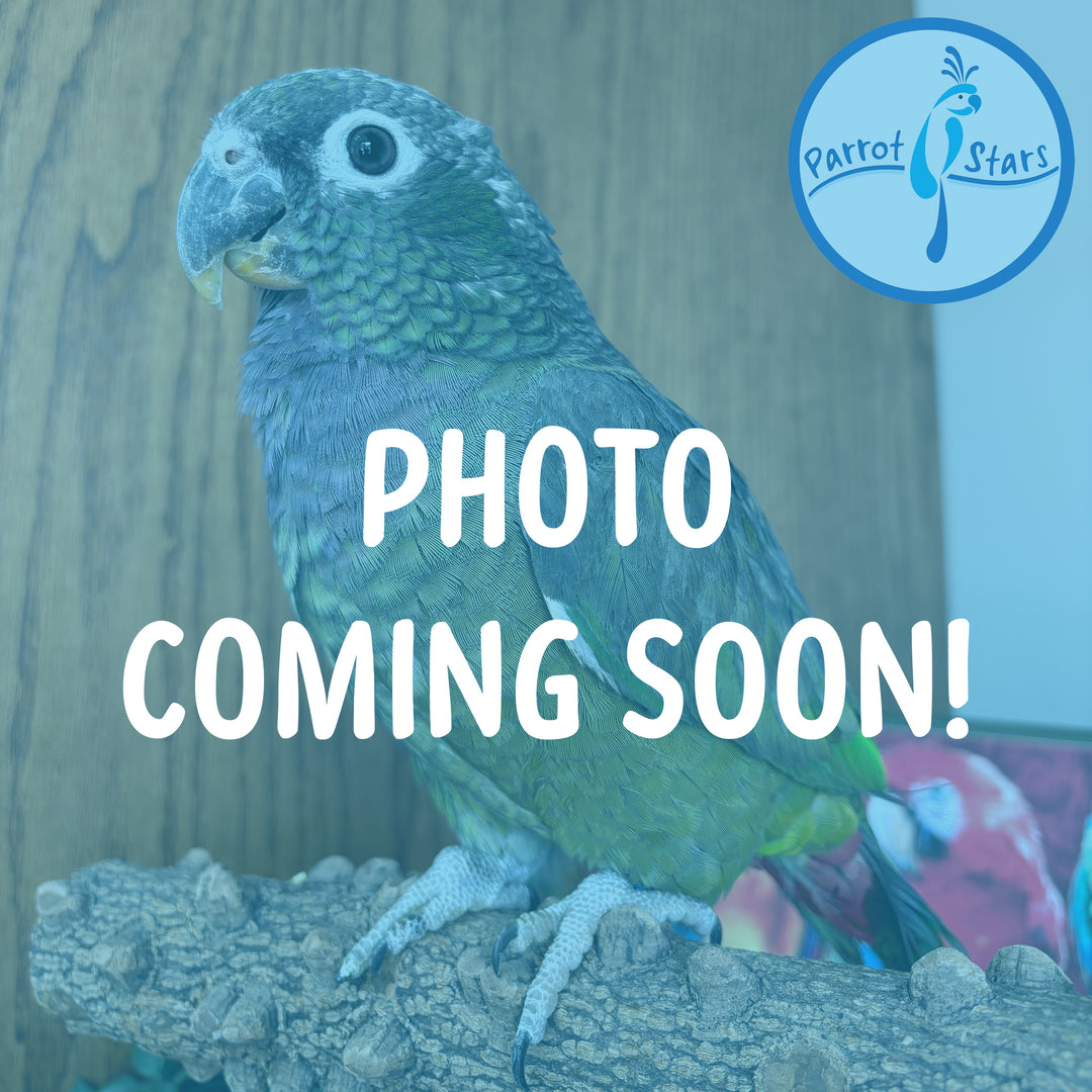 Maximilian Pionus - Female #PS8516