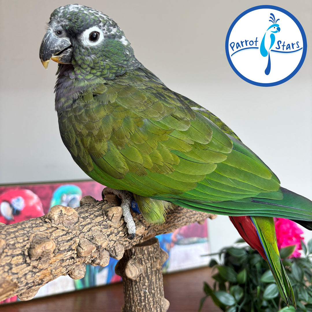 Maximilian Pionus - Female #PS7726