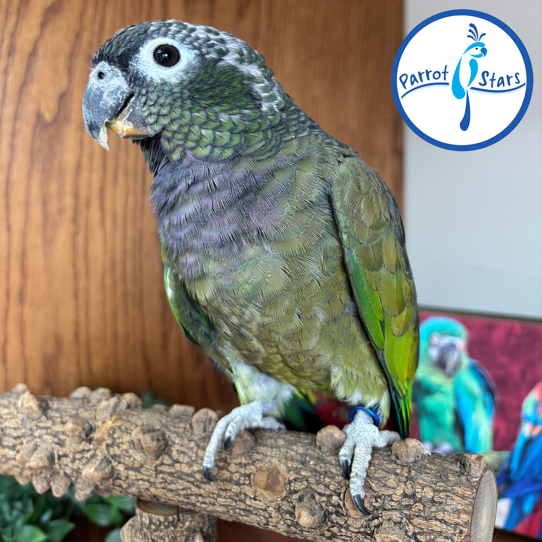 Maximilian Pionus - Female #PS7743