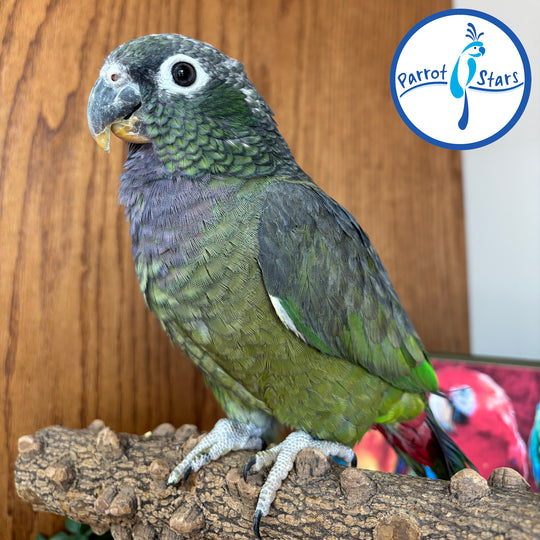 Maximilian Pionus - Female #PS7798