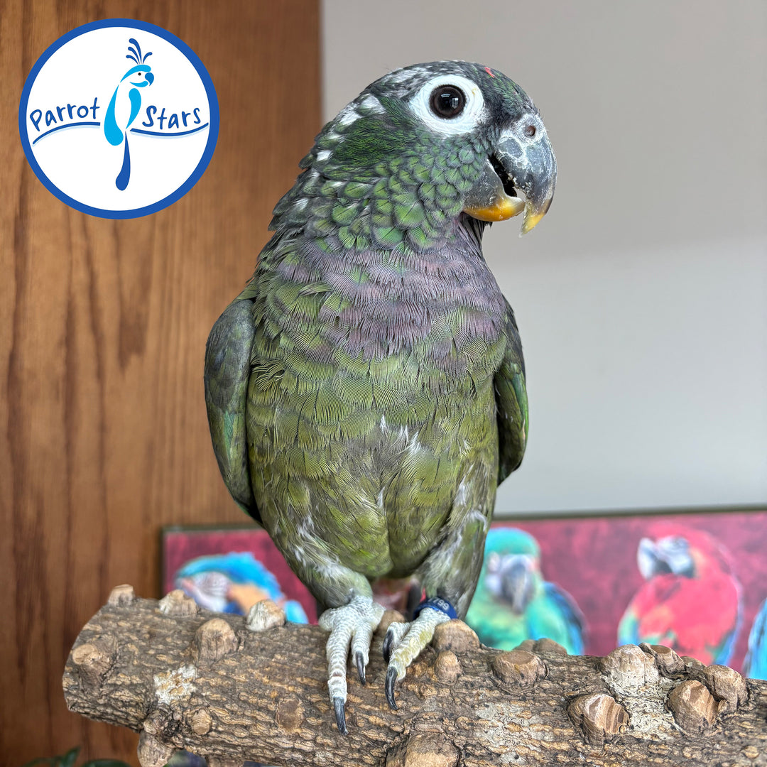 Maximilian Pionus - Female #PS7799