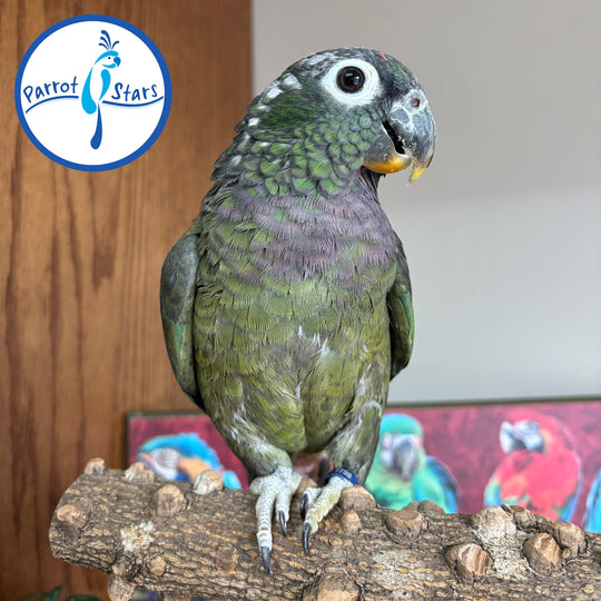 Maximilian Pionus - Female #PS7799