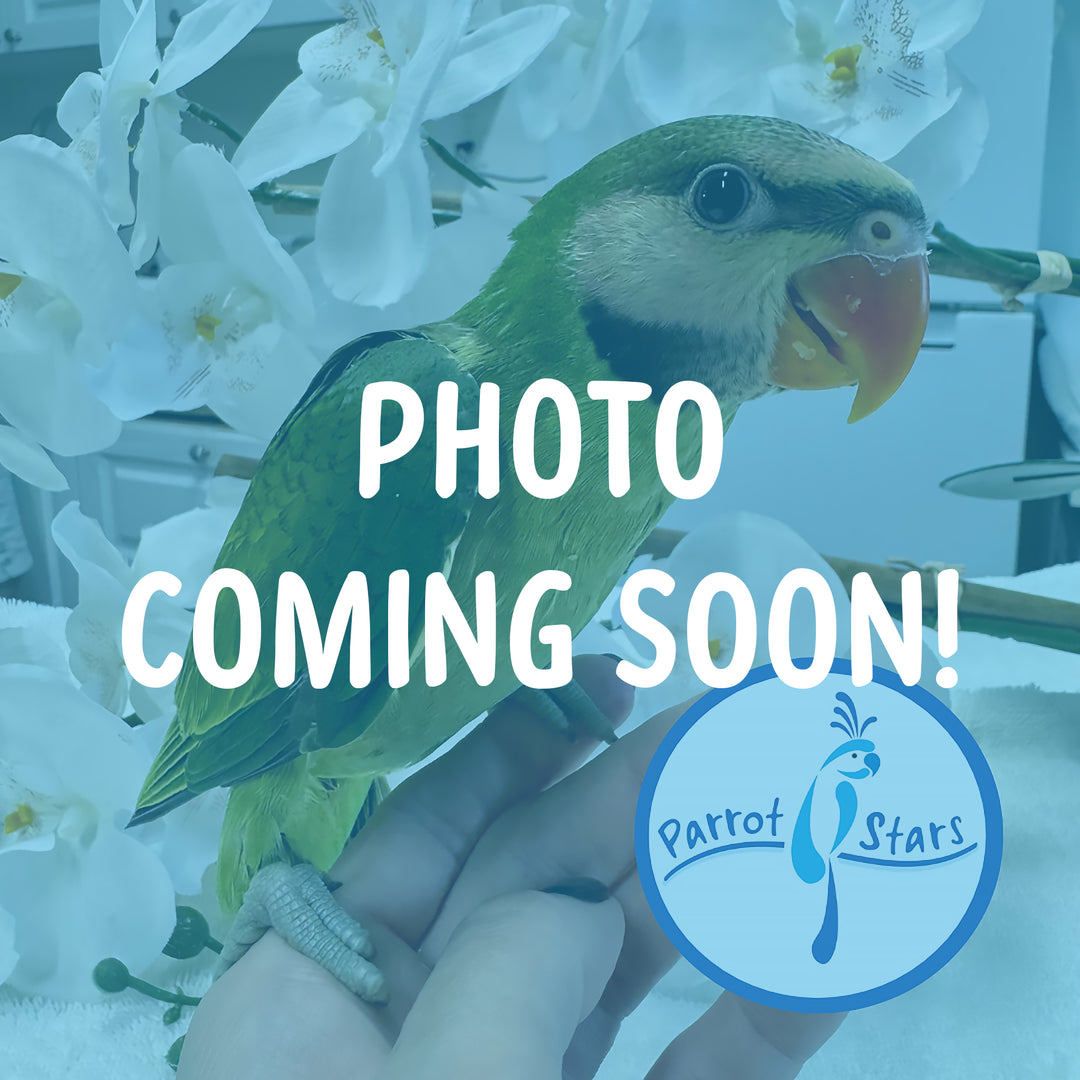Moustached Parakeet - Male #PS7232