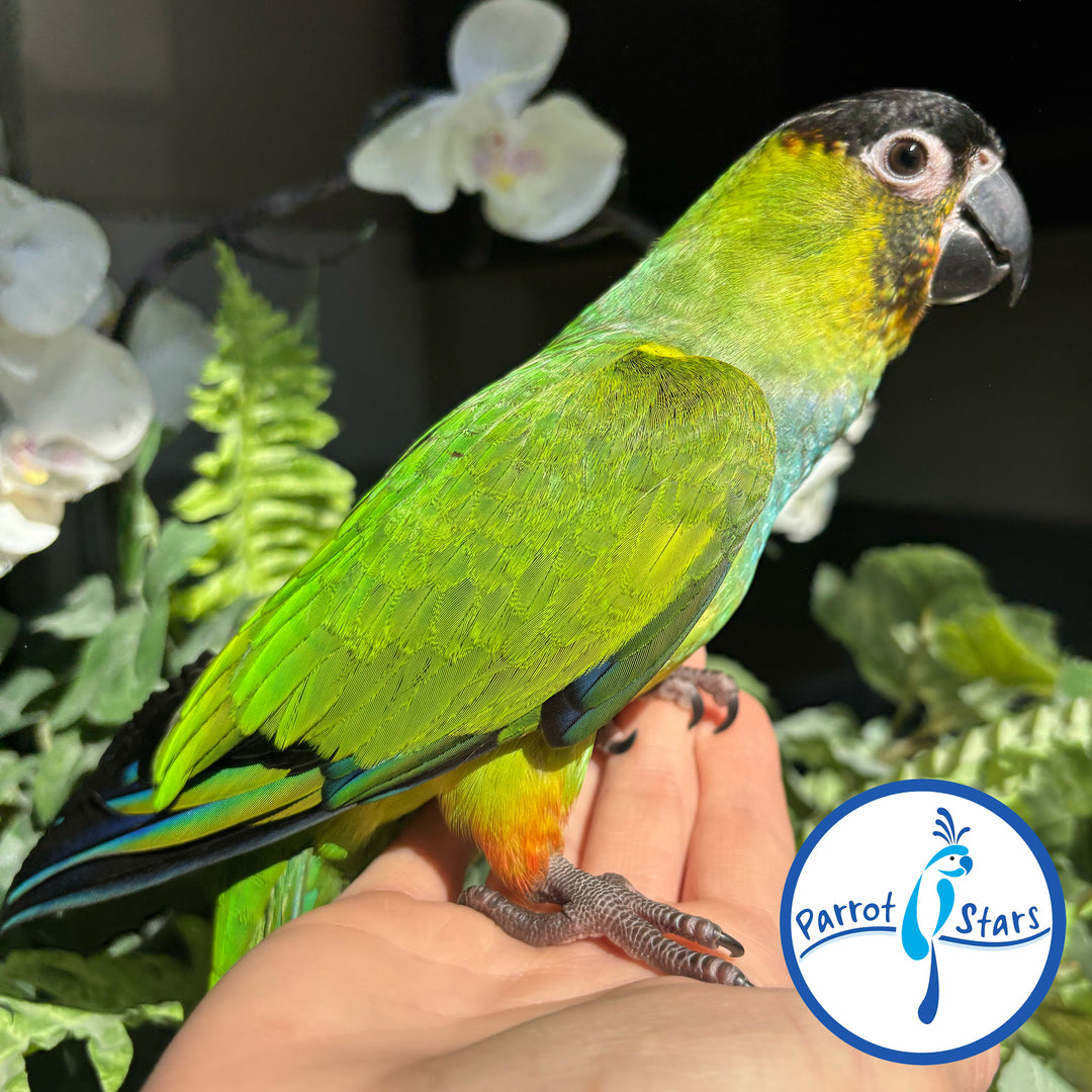 Nandy Conures Baby Nanday Conure Female for Sale – Parrot Stars