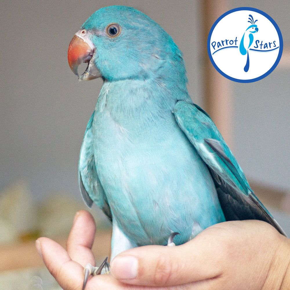 Indian Ringneck - Blue - Female #PS7233