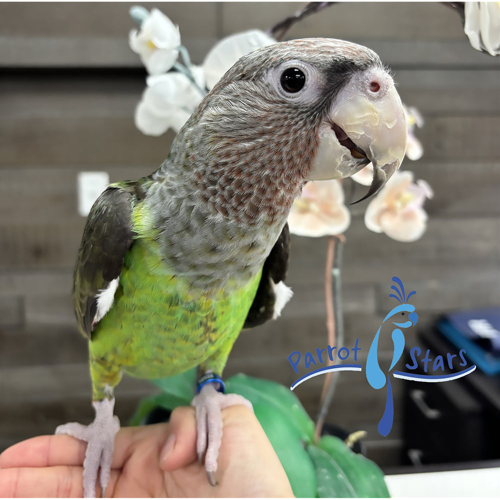 Cape Parrot - Male #PS10026