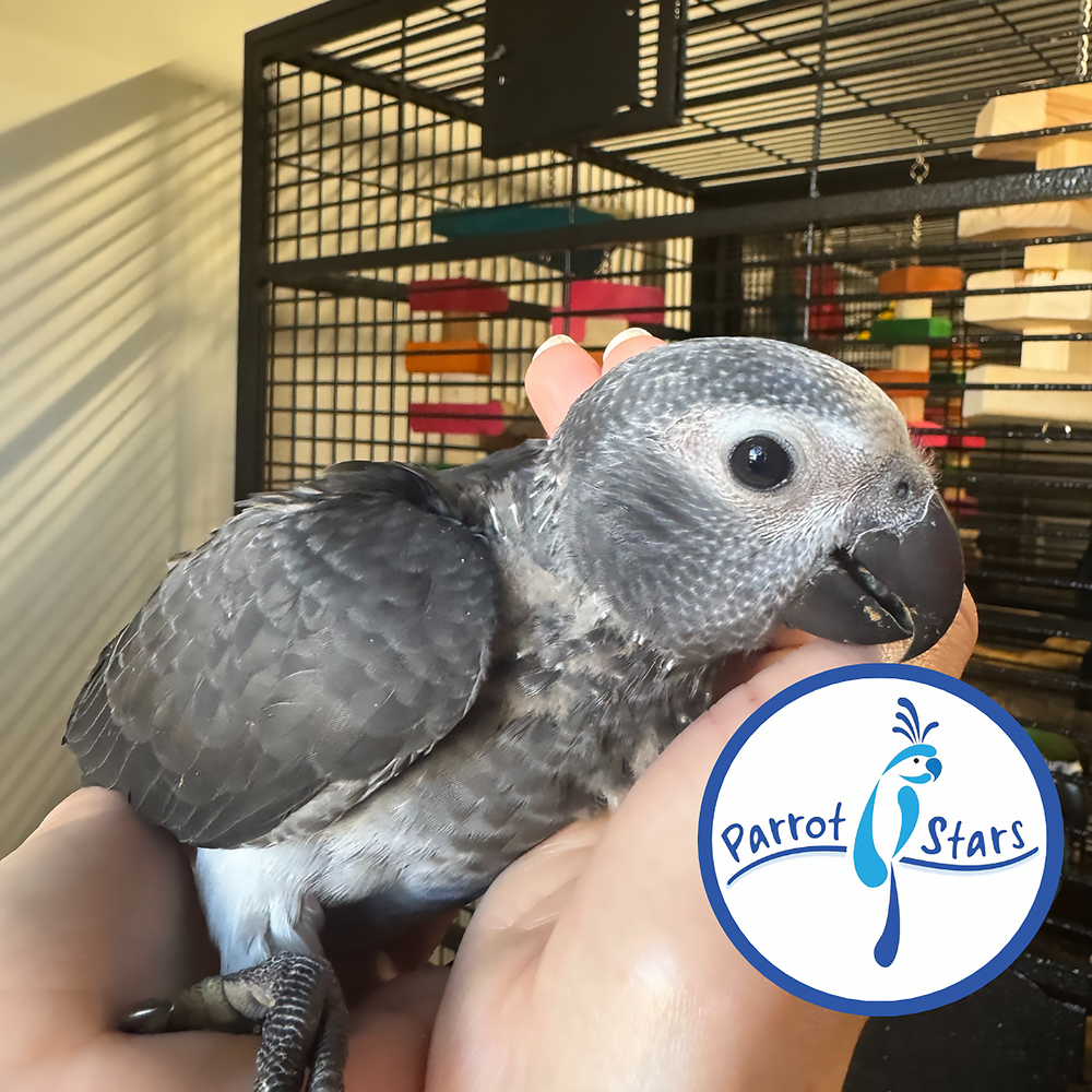 Timneh African Grey - Female #PS10051