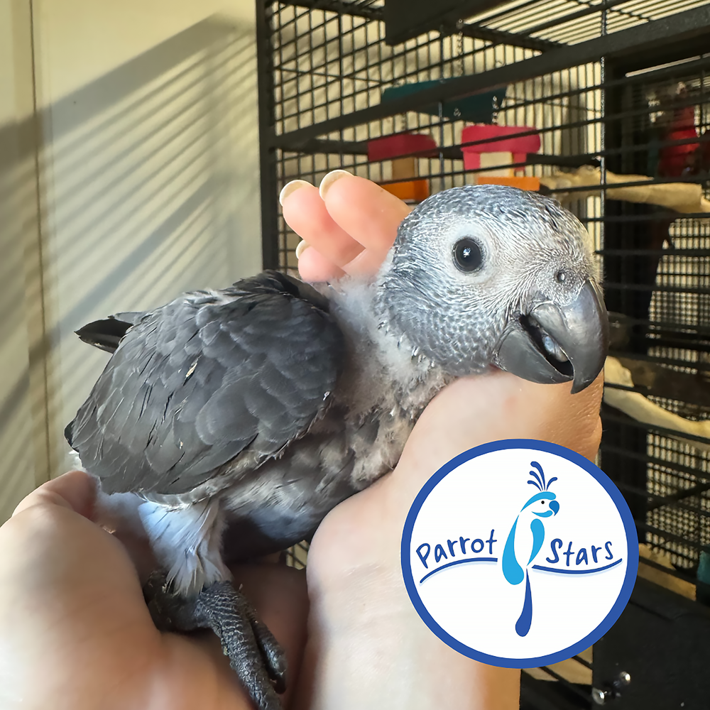 Timneh African Grey - Female #PS10052