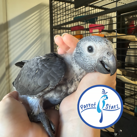 Timneh African Grey - Female #PS10052