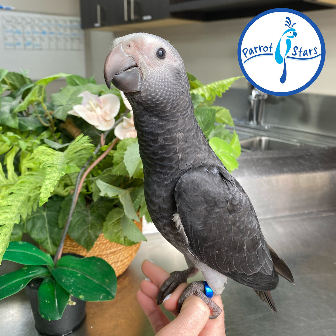 Timneh African Grey - Male #PS10056