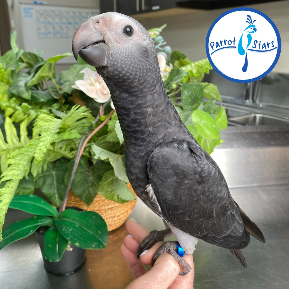 Timneh African Grey - Male #PS10056