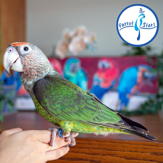 Cape Parrot - Male #PS10057