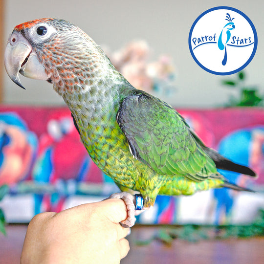 Cape Parrot - Male #PS10057