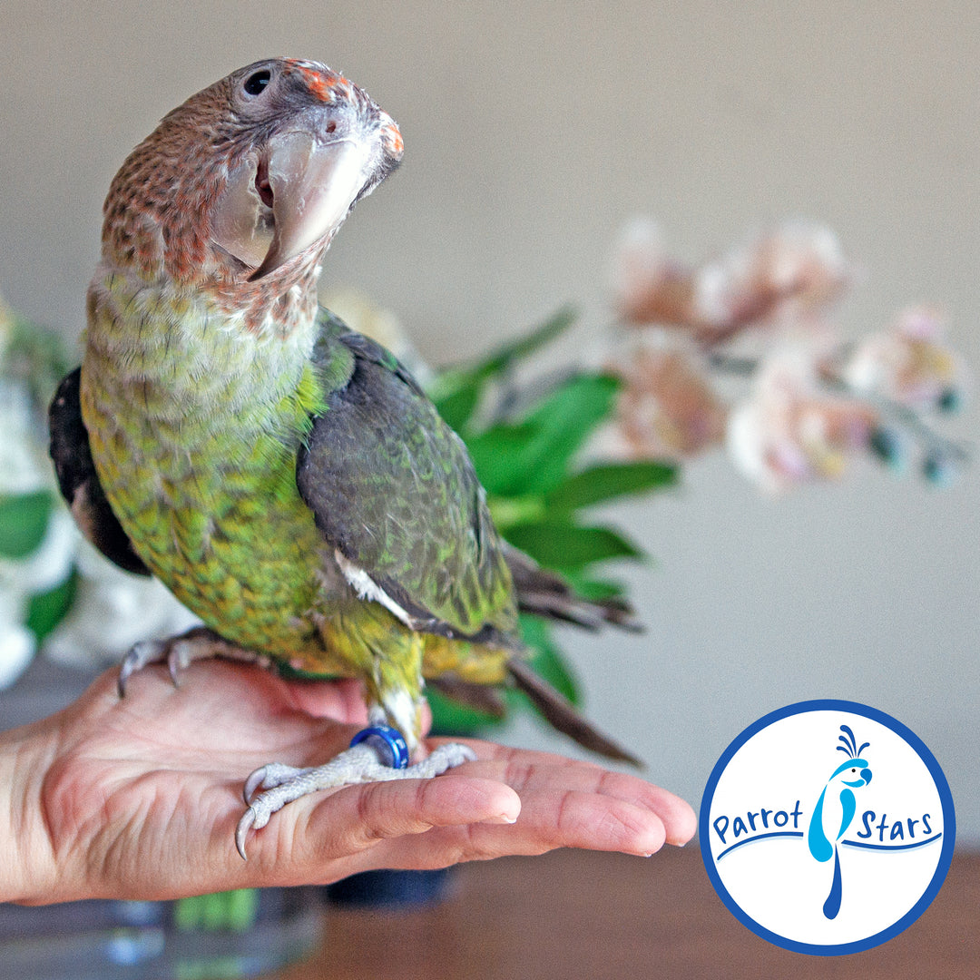 Cape Parrot - Female #PS10058