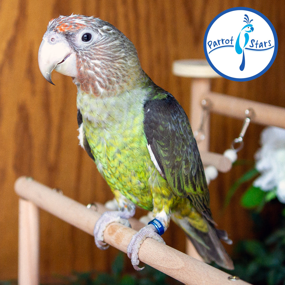 Cape Parrot - Female #PS10058