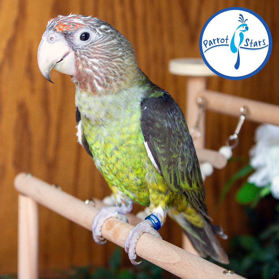 Cape Parrot - Female #PS10058