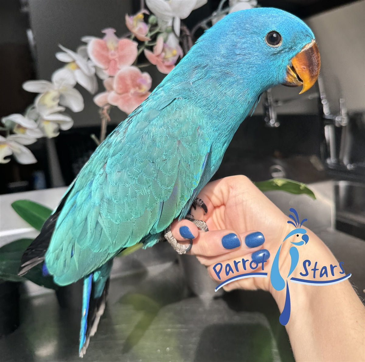 Solomon Island Eclectus For Sale – Parrot Stars