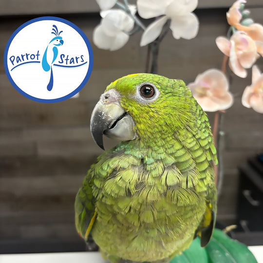 Yellow-Naped - Orange-Winged Hybrid Amazon - Female #PS11016
