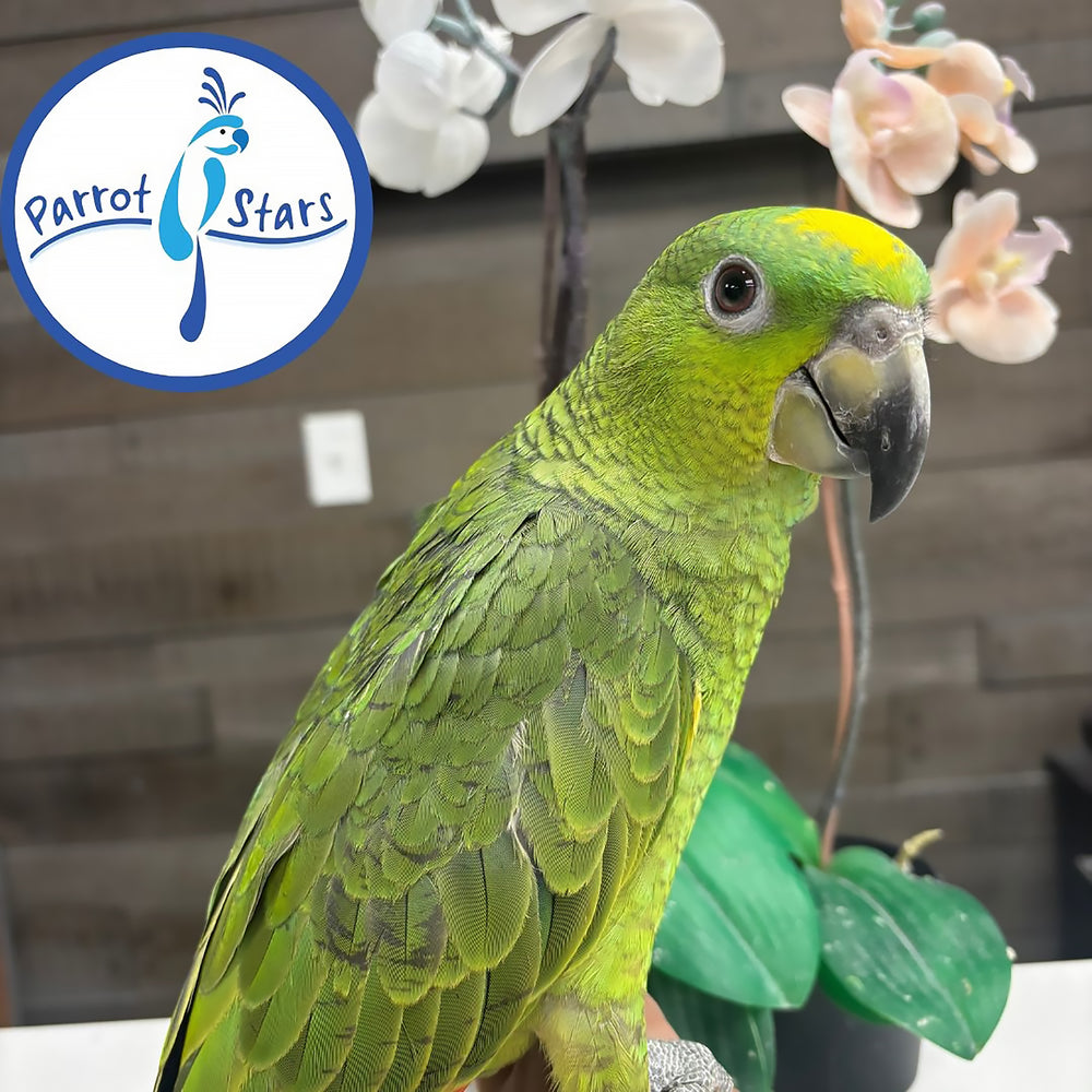 Yellow-Naped - Orange-Winged Hybrid Amazon - Male #PS11019