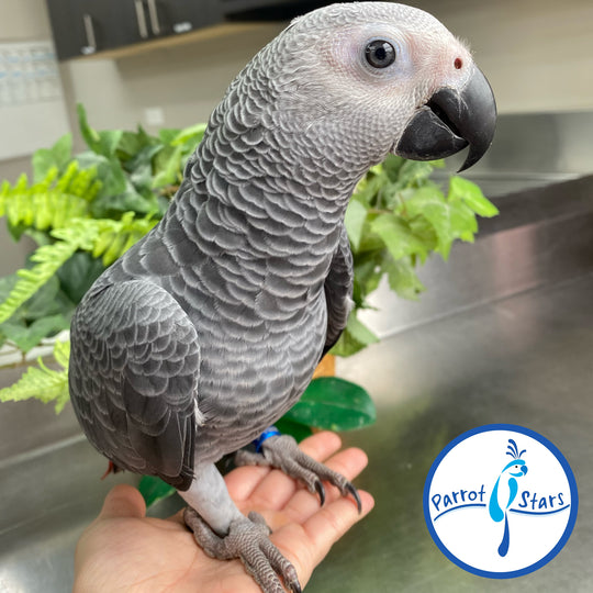 Congo African Grey - Male #PS11032