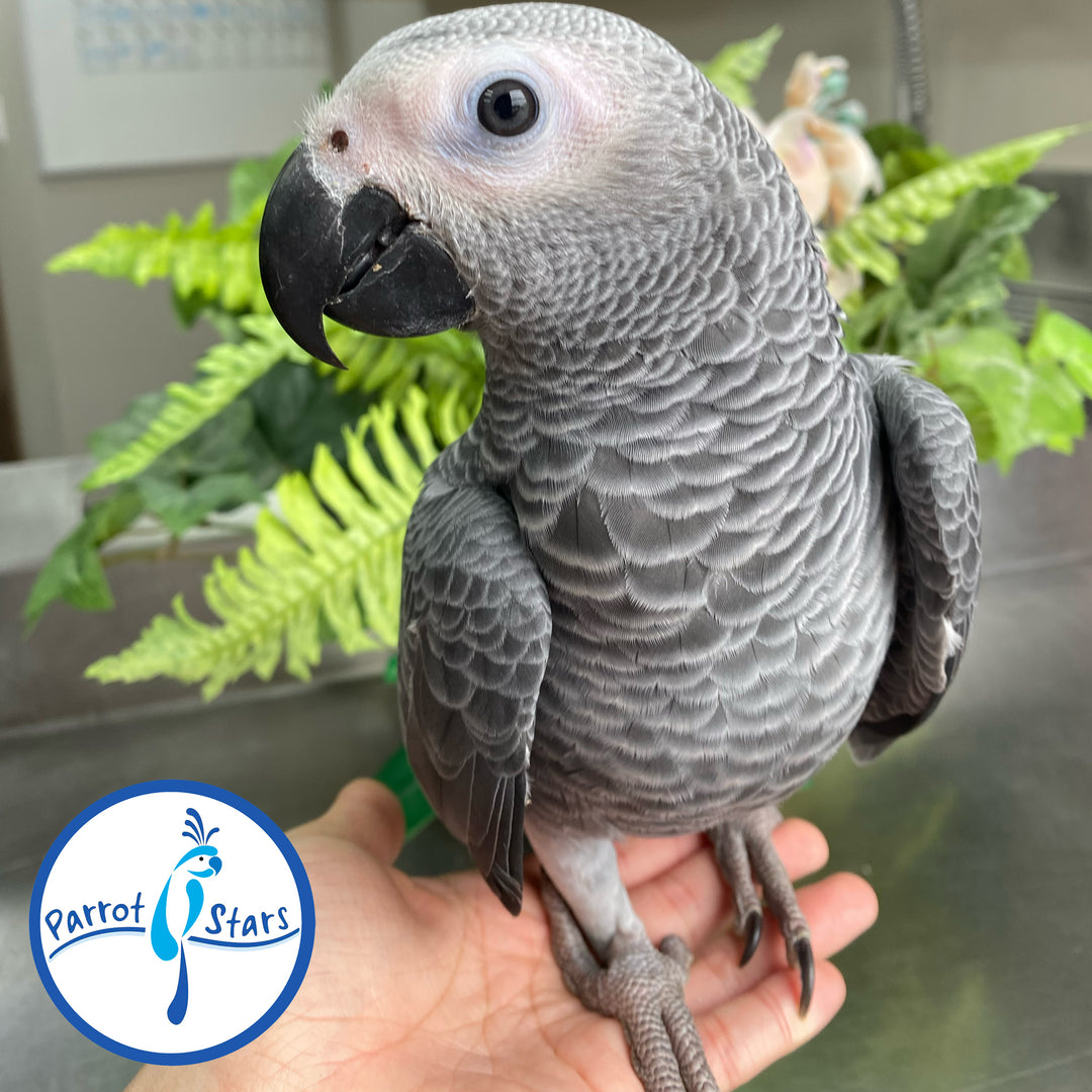 Congo African Grey - Male #PS11032