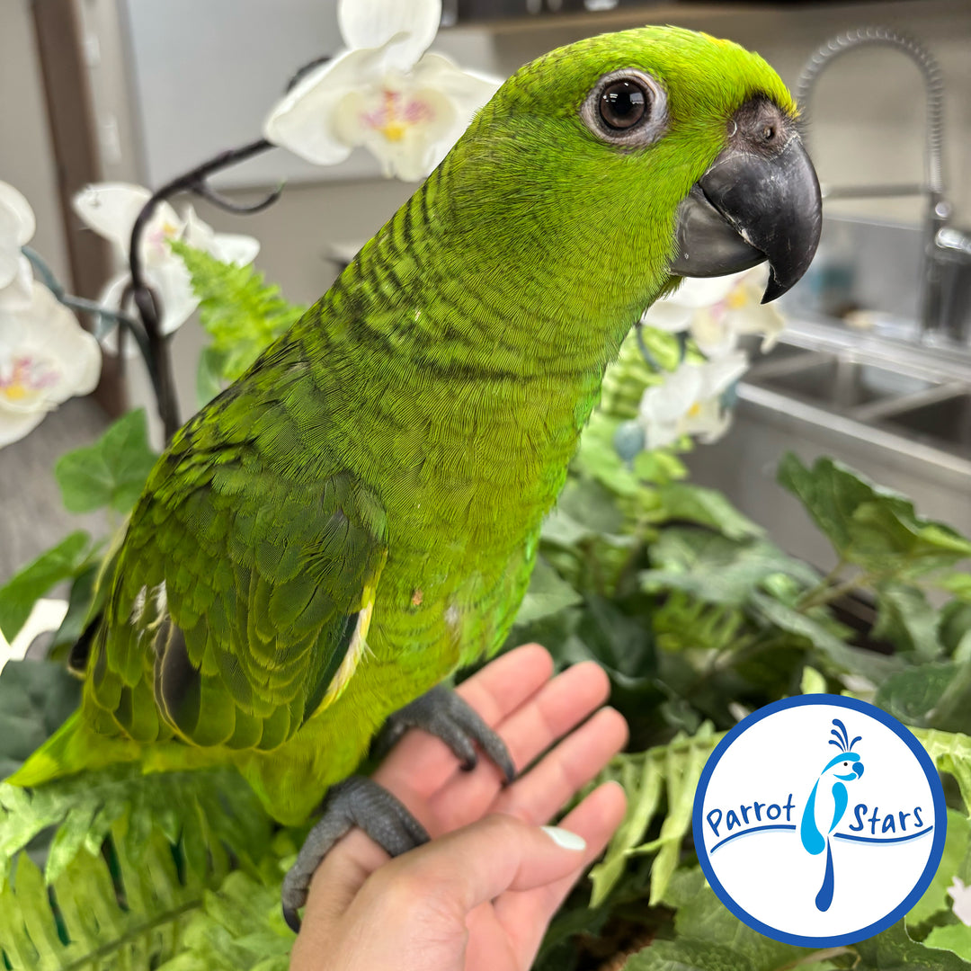 Yellow-Naped Amazon - Female #PS11040