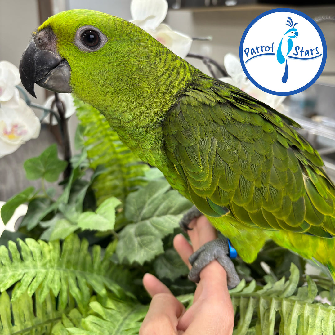 Yellow-Naped Amazon - Male #PS11041