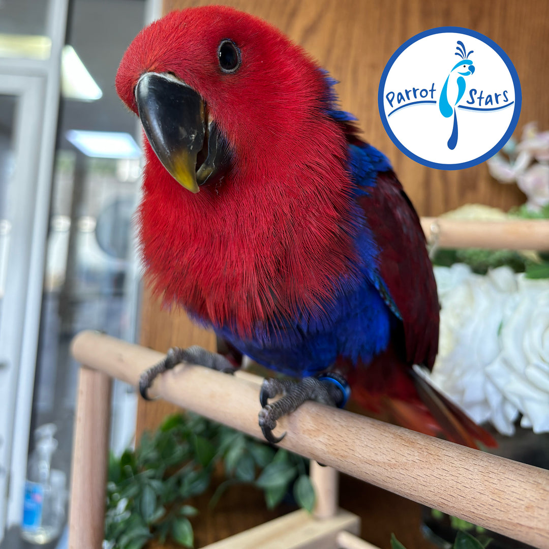 Solomon Island Eclectus - Female #PS11044