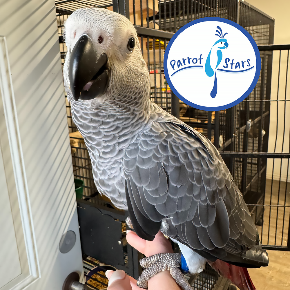 Congo African Grey - Male #PS11500