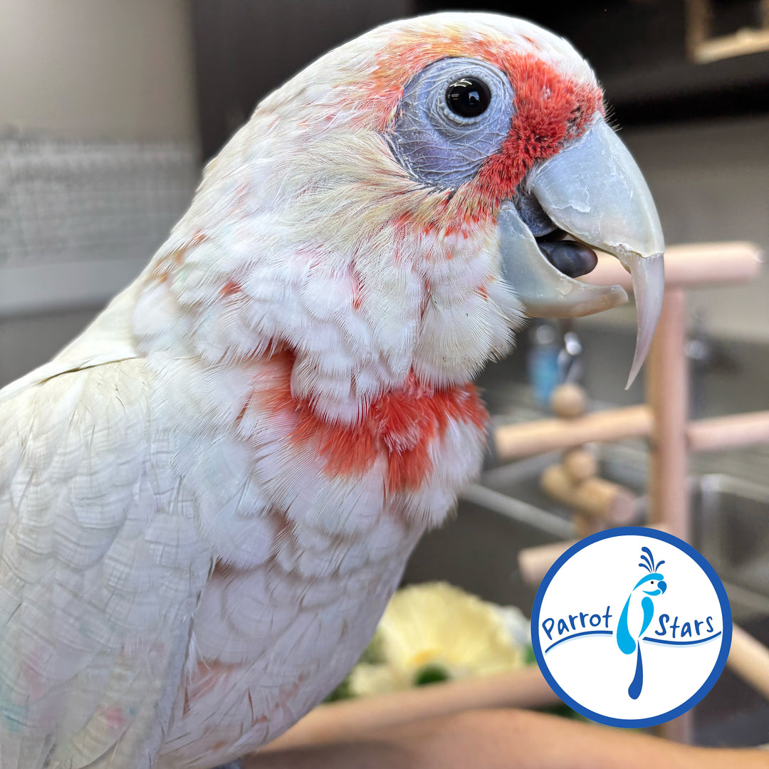 Slender-Billed Cockatoo - Male #PS1180