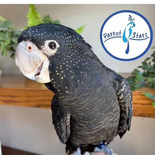 Red-Tailed Black Cockatoo - Female #PS13303