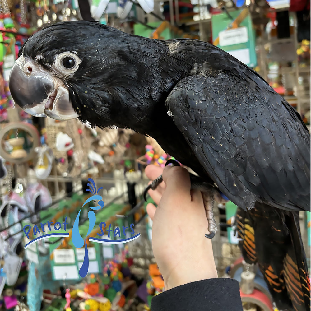 Red-Tailed Black Cockatoo - Female #PS13303