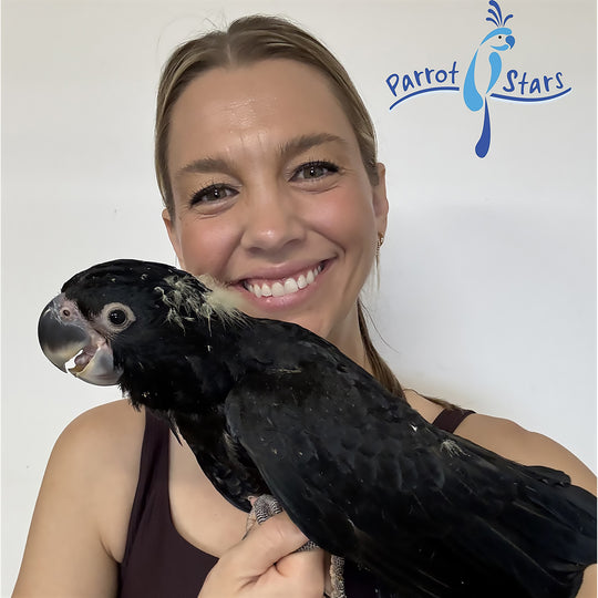 Red-Tailed Black Cockatoo - Female #PS13303