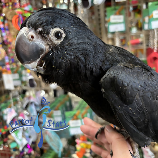 Red-Tailed Black Cockatoo - Female #PS13303