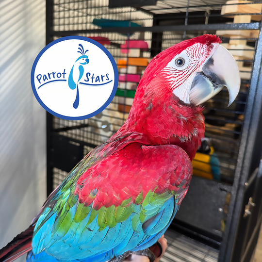 Green-Winged Macaw - Male #PS15017