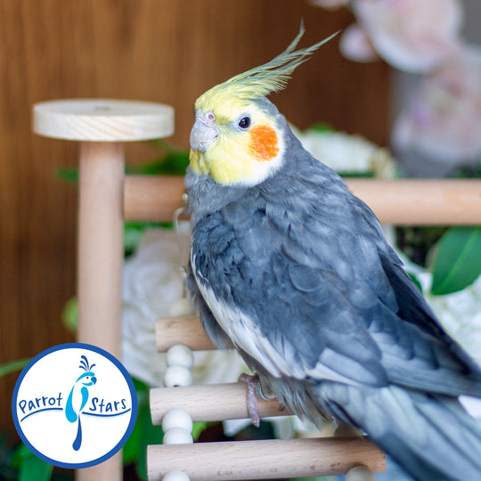 A cockatiel bird perched on a wooden toy stand, with a Parrot Stars logo watermark in the bottom-left corner.