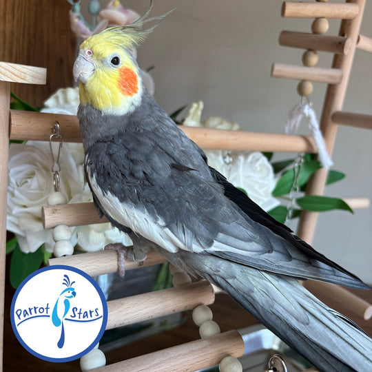 A grey cockatiel with a yellow crest and orange cheek patches perched on a wooden bird toy, with a Parrot of Stars logo overlay in the bottom left corner.