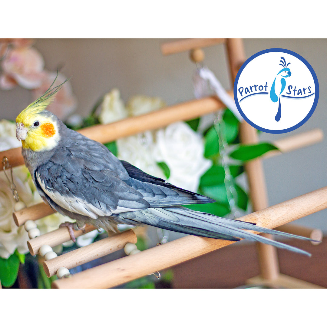 A grey cockatiel with a yellow crest and orange cheek patches perched on a wooden bird toy, with a Parrot Stars logo overlay in the top right.