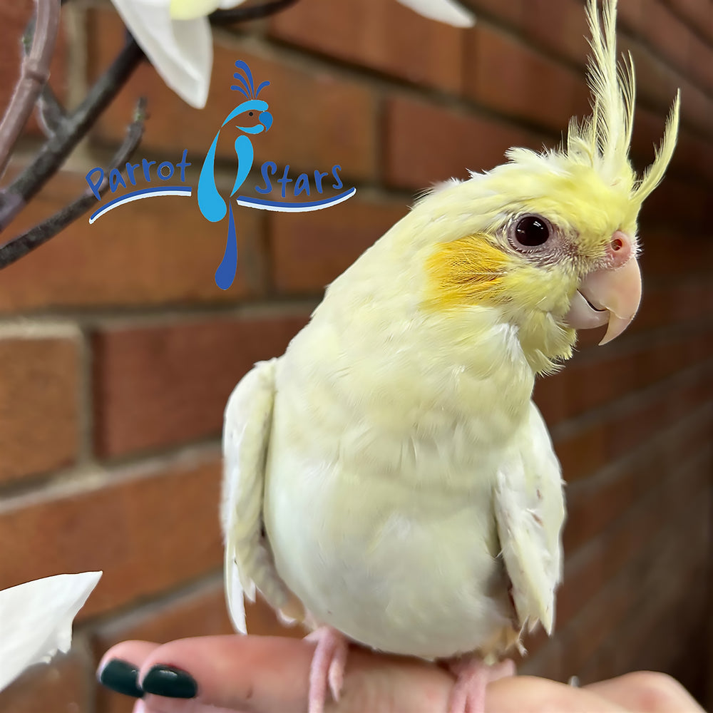 Cockatiel - Lutino - Female #PS2924