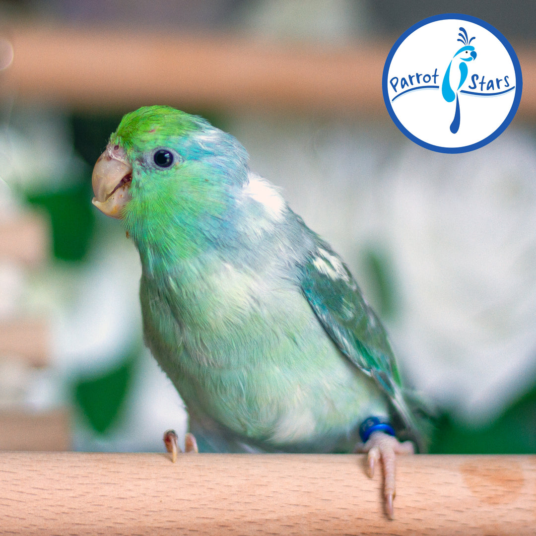 A close-up of a small turquoise pied parrotlet perched on a wooden surface, with a Parrot Stars logo in the top right corner.