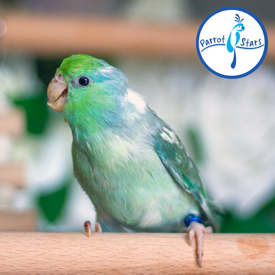 A close-up of a small turquoise pied parrotlet perched on a wooden surface, with a Parrot Stars logo in the top right corner.
