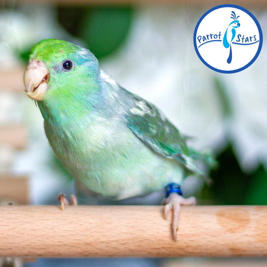 Parrotlet - Turquoise Pied - Female #PS4089